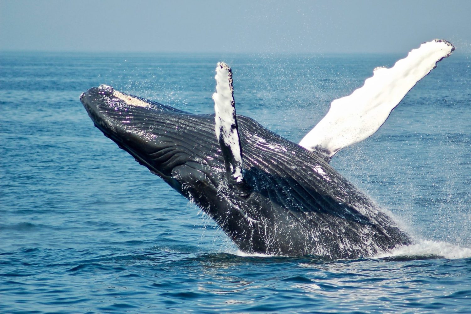whale warching- discover azores islands