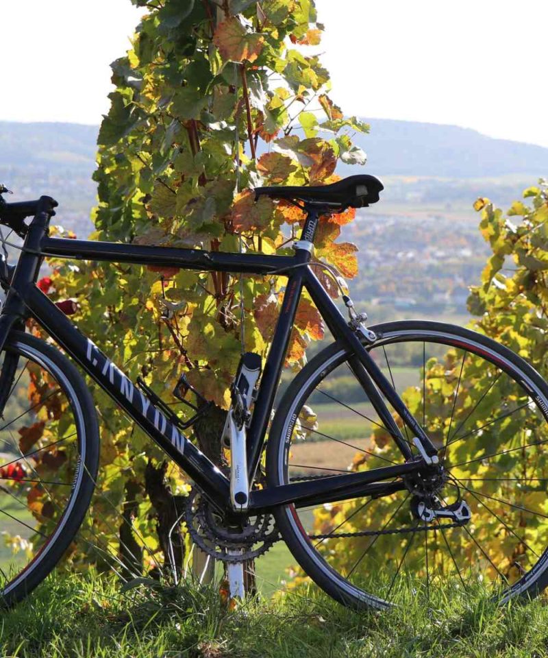 vineyard in Gironde- Bordeaux cycling tour