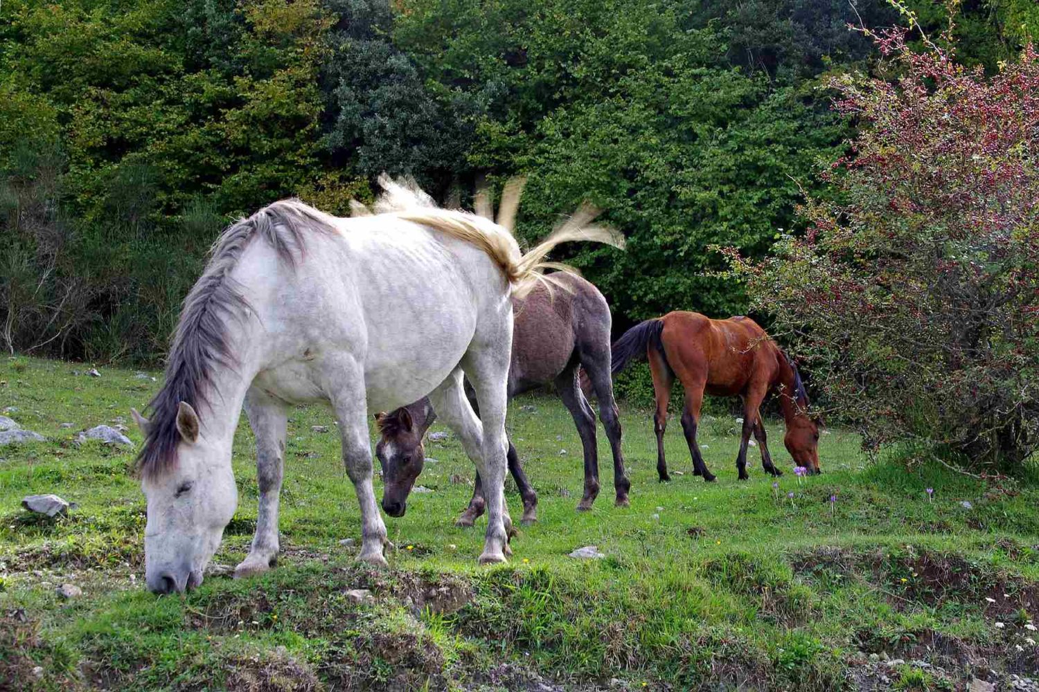 horses in tuscany