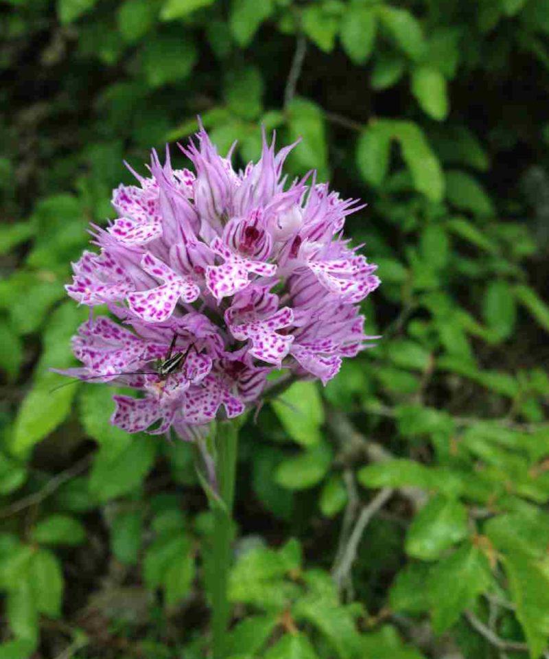 Botanical tour of Albania- purple flower