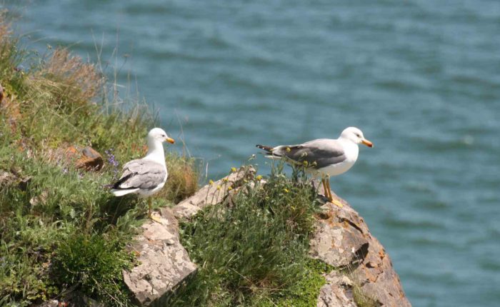 seagulls- birding tour