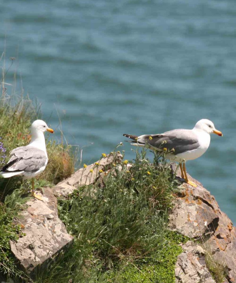 seagulls- birding tour