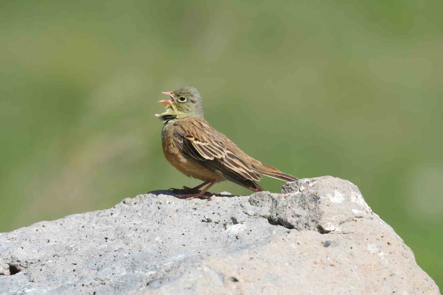 Nature-Wildlife- Armenia bird watching
