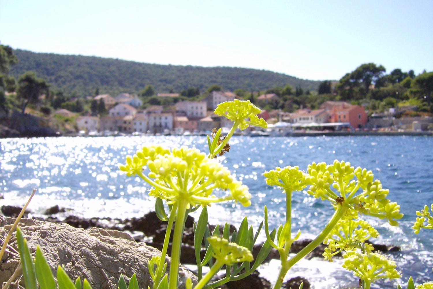 sea and flower- croatia gastronomy tour