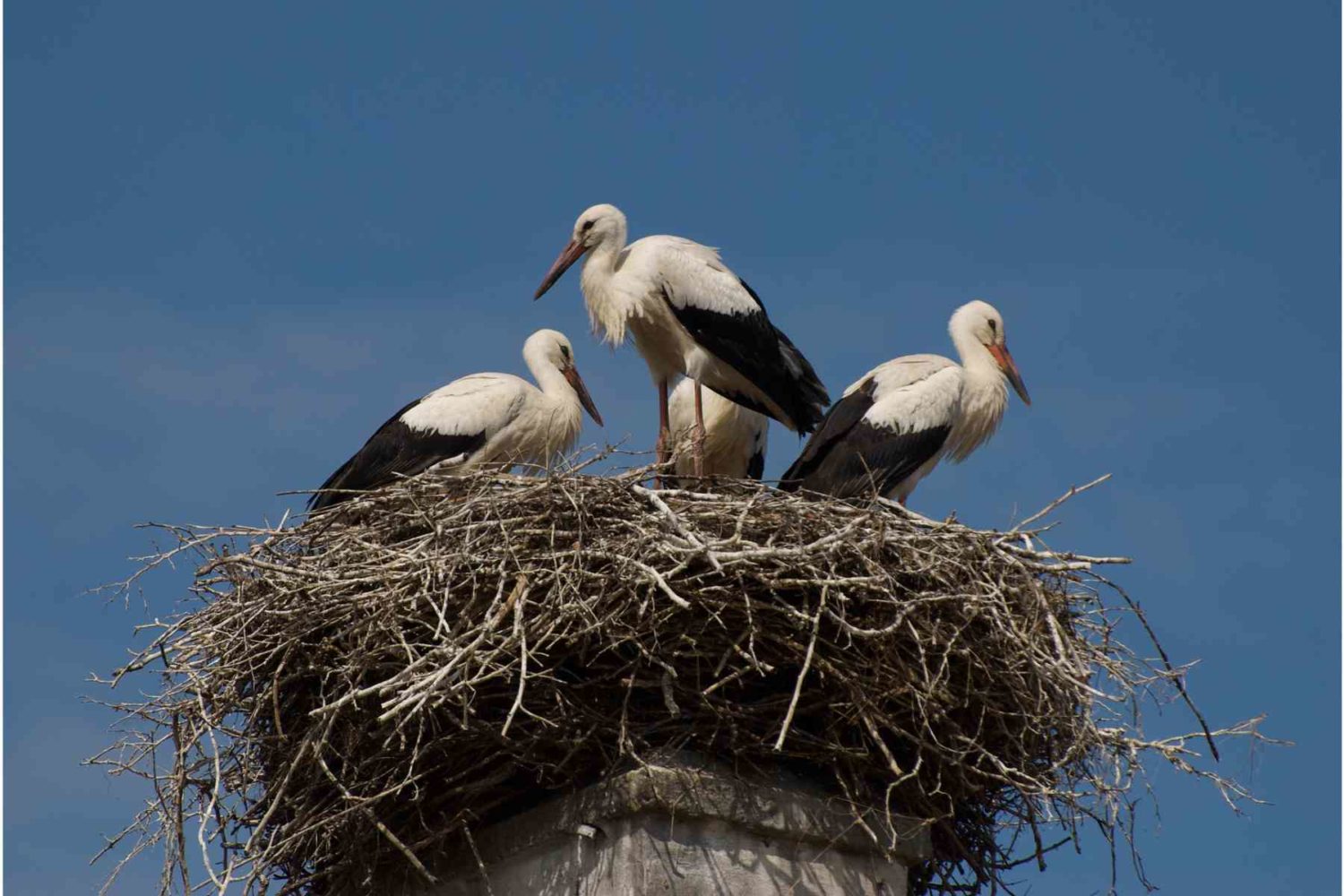 storks 's nest