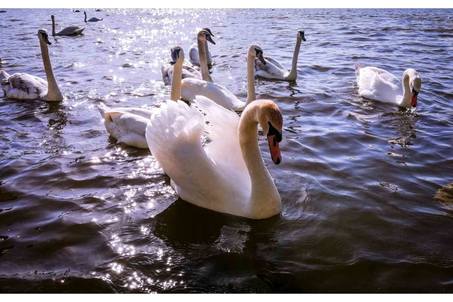 swans in masuria lake